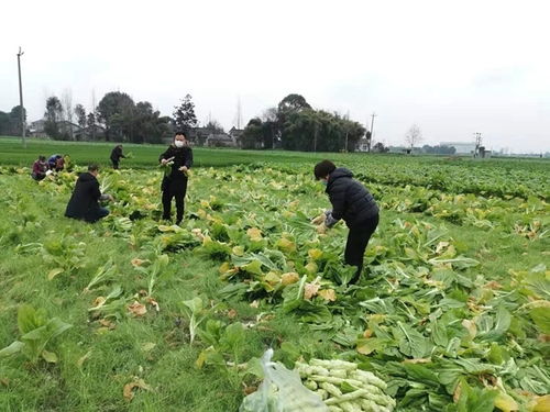 千里赠果蔬,川鄂一家亲——德阳果农菜农驰援武汉纪实