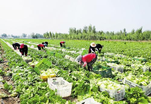 订单式销售 蔬菜种植家庭农场的新经营之道