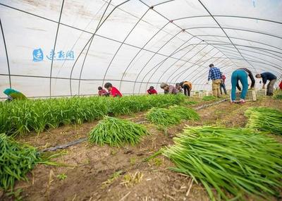 沭阳 建设蔬菜家庭农场，带动留守妇女创收