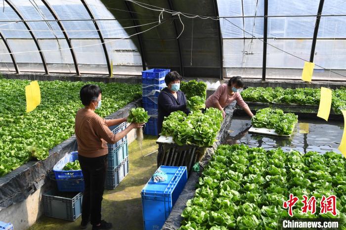 从“会种菜”到“慧种菜” 河北永清蔬菜家庭农场的智慧转型与京津市场对接