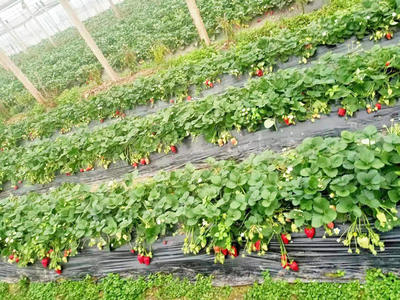 板市乡:驿道风情，精美板市的蔬菜种植家庭农场