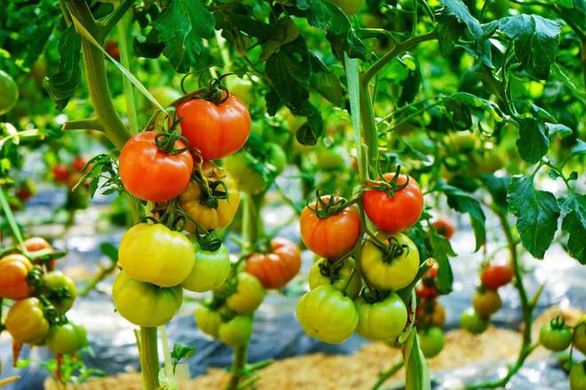 抓好“五个聚焦”推进蔬菜全产业链发展——蔬菜种植家庭农场的实践路径