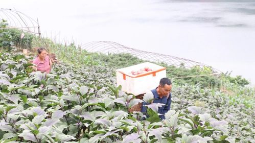 屏山县新安镇 蔬香四溢好丰景，农民增收笑开颜