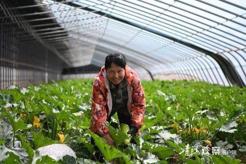 囊谦蔬菜大棚 种植美好生活的家庭农场