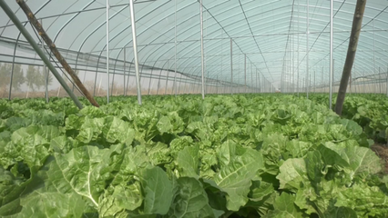 又一茬丰收！任泽区设施蔬菜助农增收致富