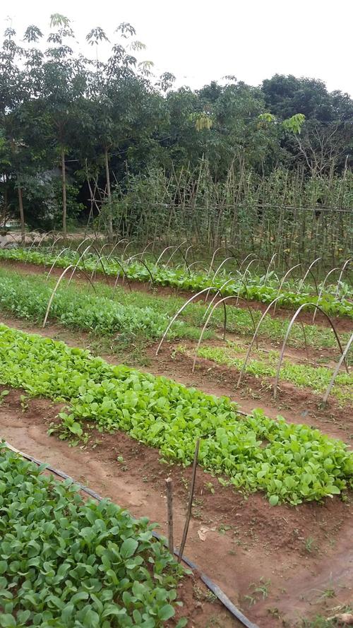 南洪鑫家庭农场 白沙县七坊镇南洋村的有机蔬菜种植典范