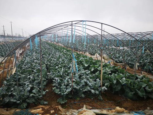 我市32万余亩在田蔬菜确保市场供应充足——蔬菜种植家庭农场的关键作用