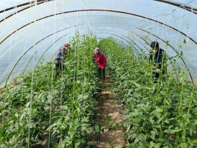 临海镇 果蔬大棚 ‘甜’生活——记蔬菜种植家庭农场的幸福转型