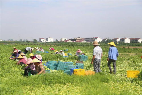 安徽颍上夫妻共创家庭农场 一颗白菜助力百户增收致富