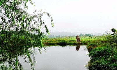 美丽乡村的春风十里 蔬菜种植家庭农场点亮乡村振兴之路