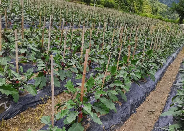 绩溪县扬溪镇 土地流转“转”出农村发展新篇章——以蔬菜种植家庭农场为例