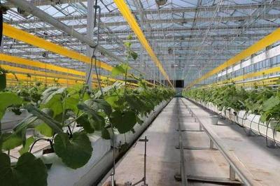 产业提质、农民增收 潍坊寿光以蔬菜家庭农场打造“品牌引擎”