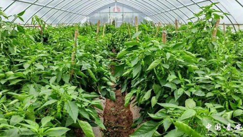 金秋大棚绿意浓 秦安县莲花镇蔬菜种植家庭农场绘就丰收新画卷