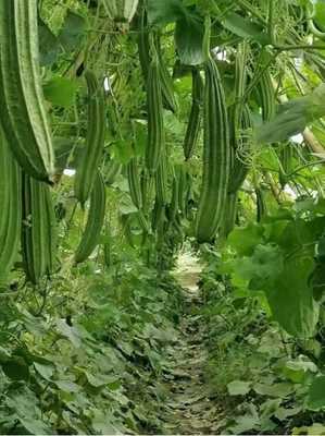 平南县 蔬菜种植家庭农场奏响乡村振兴强音