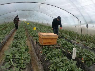 修武新篇 滞销农产品搭上电商快车，家庭农场焕发新生机