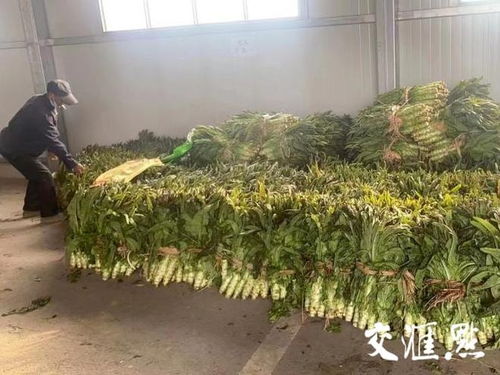 创新家庭农场联盟机制，无锡全力构建蔬菜应急保供体系