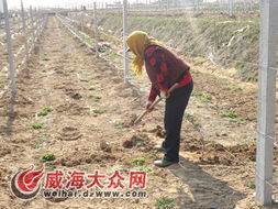 曹志毅与他的神山家庭农场 一位新农人的绿色梦想与实践