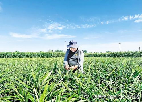 多元农业产业体系助力乡村全面振兴——探访秦皇岛抚宁区的蔬菜种植家庭农场